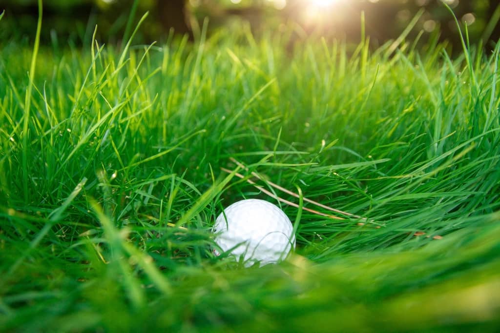 A golf ball resting in the grass with the evening sun behind